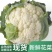 精品花菜产地直供现货量大对接市场电商社区团购欢迎来电订购