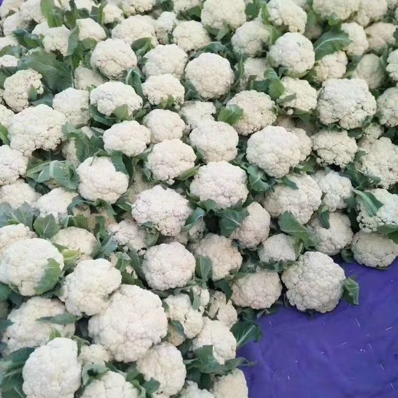 精品花菜产地直供现货量大对接市场电商社区团购欢迎来电订购