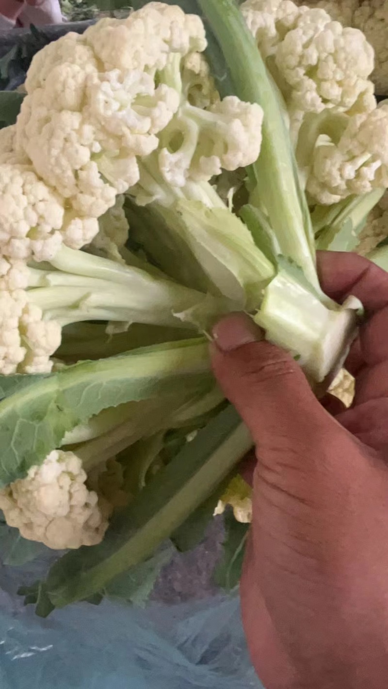 精品花菜产地直供现货量大对接市场电商社区团购欢迎来电订购
