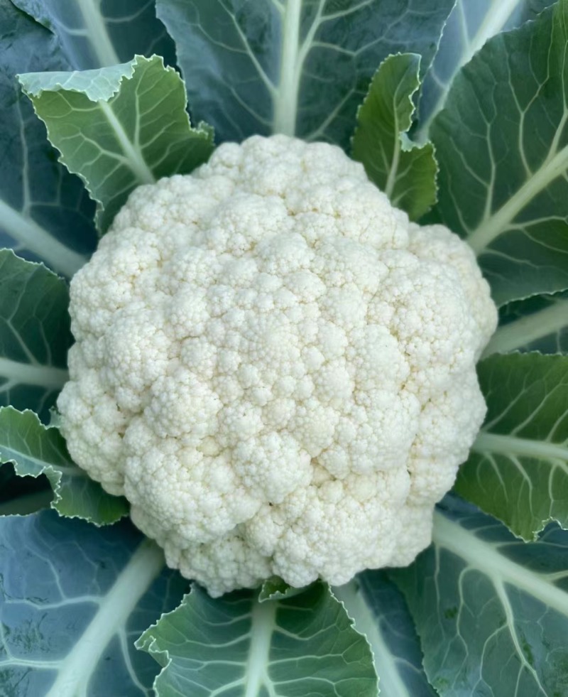 精品花菜产地直供现货量大对接市场电商社区团购欢迎来电订购