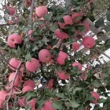 白水苹果