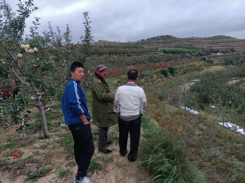 富土鲜果货源足脆甜耐储运