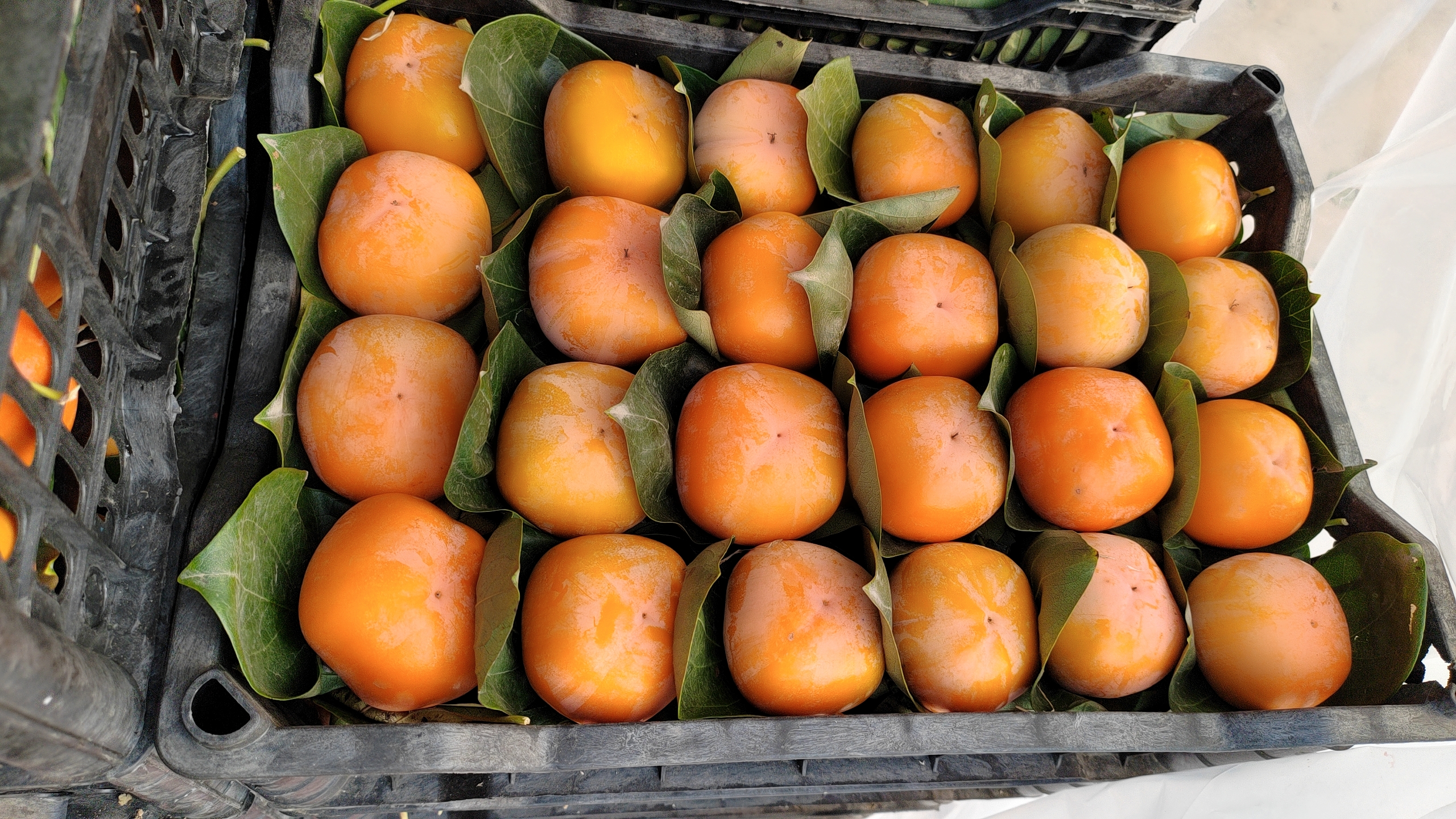 一张木质托盘上摆放着多个橙红色的脆柿,部分用牛皮纸单独包裹,旁边有一张标签写着‘阳丰脆柿·冷藏保鲜’,背景为现代厨房冰箱一角,体现科学储存理念 家庭储存脆柿场景图