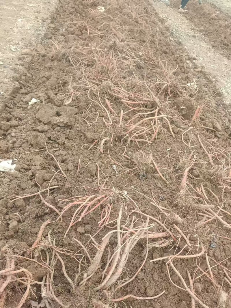 丹参鲜货