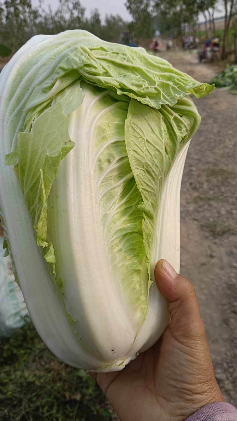 济宁市梁山县小安山夏阳白菜大量出货有喜欢的，价格低廉可联