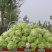 济宁市梁山县小安山夏阳白菜大量出货有喜欢的，价格低廉可联