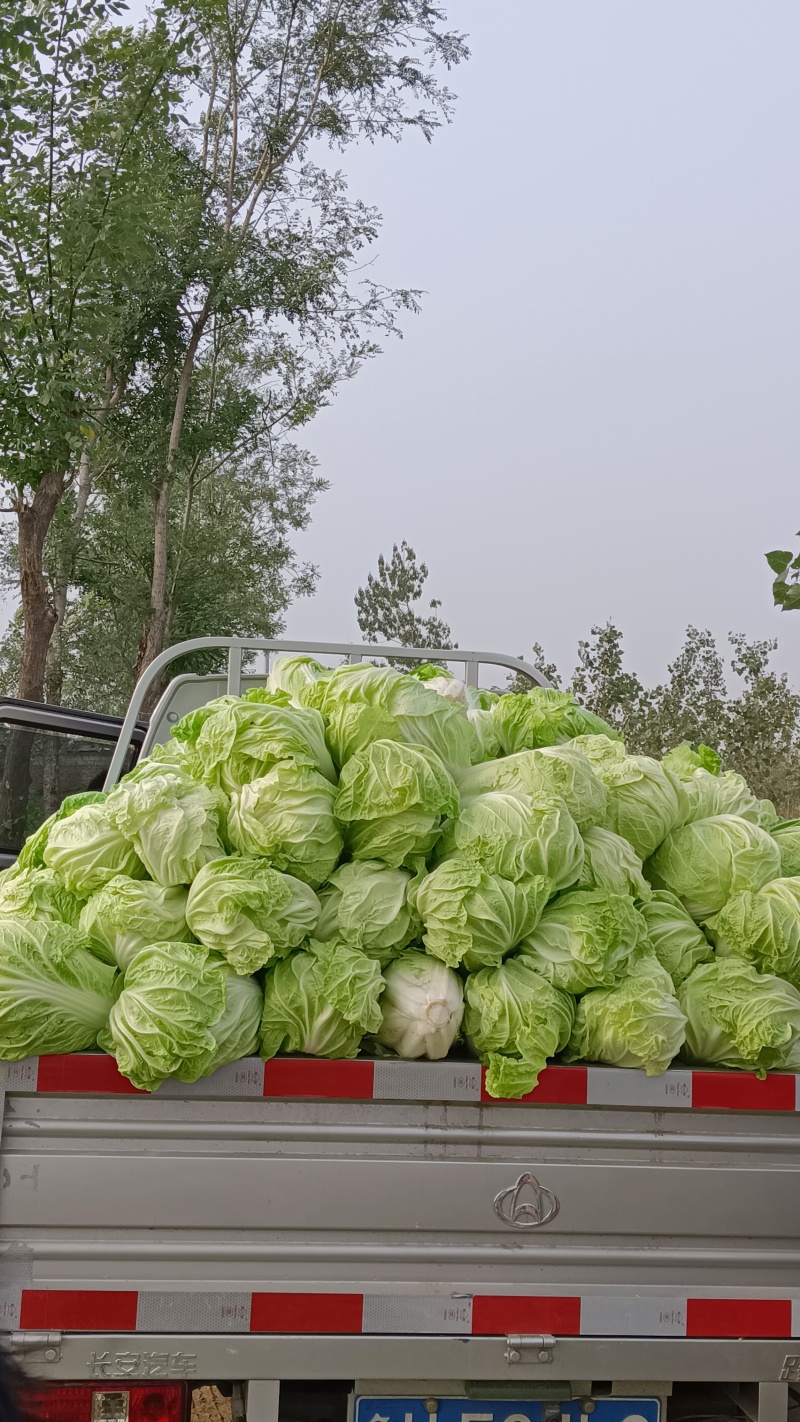济宁市梁山县小安山夏阳白菜大量出货有喜欢的，价格低廉可联