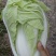 济宁市梁山县小安山夏阳白菜大量出货有喜欢的，价格低廉可联