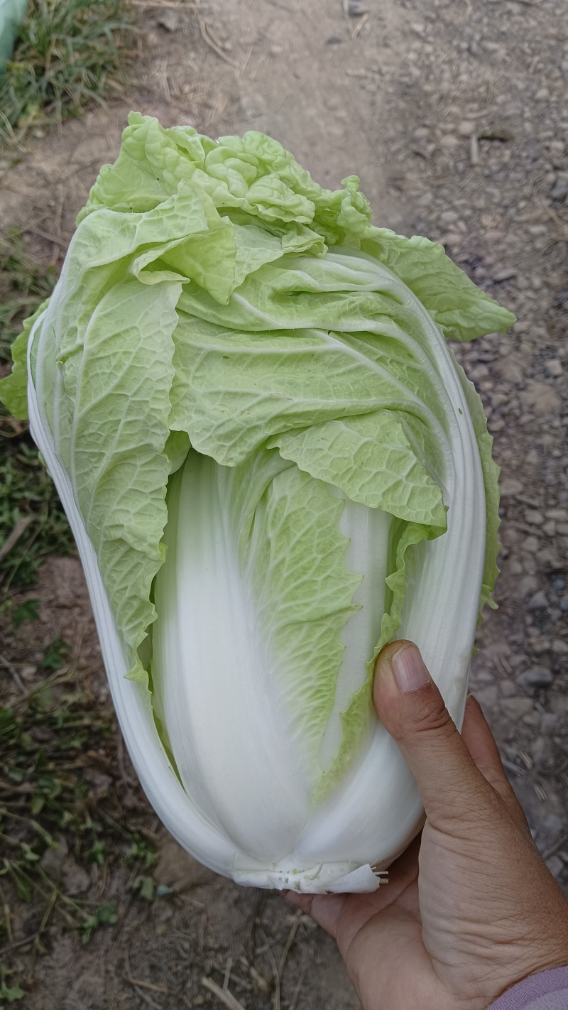 济宁市梁山县小安山夏阳白菜大量出货有喜欢的，价格低廉可联