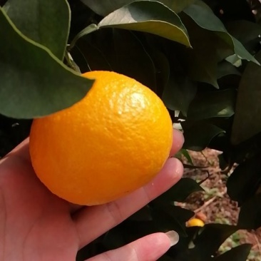 南充爱媛果冻橙大量上市