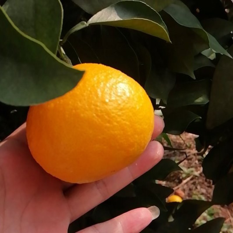 南充爱媛果冻橙大量上市