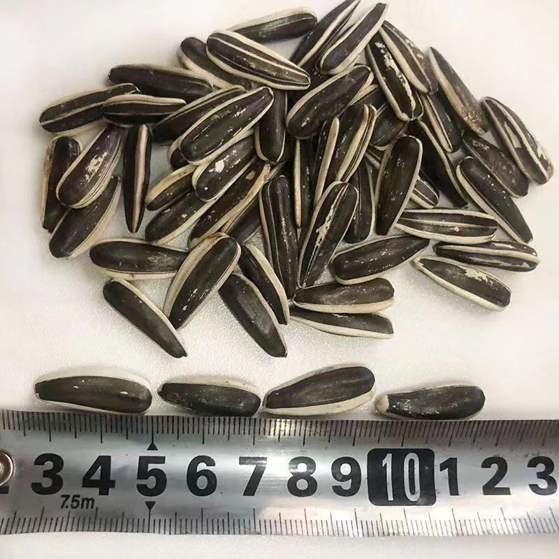 瓜子葵花籽普通炒货361千粒210左右，皮毛有亮度，无内霉