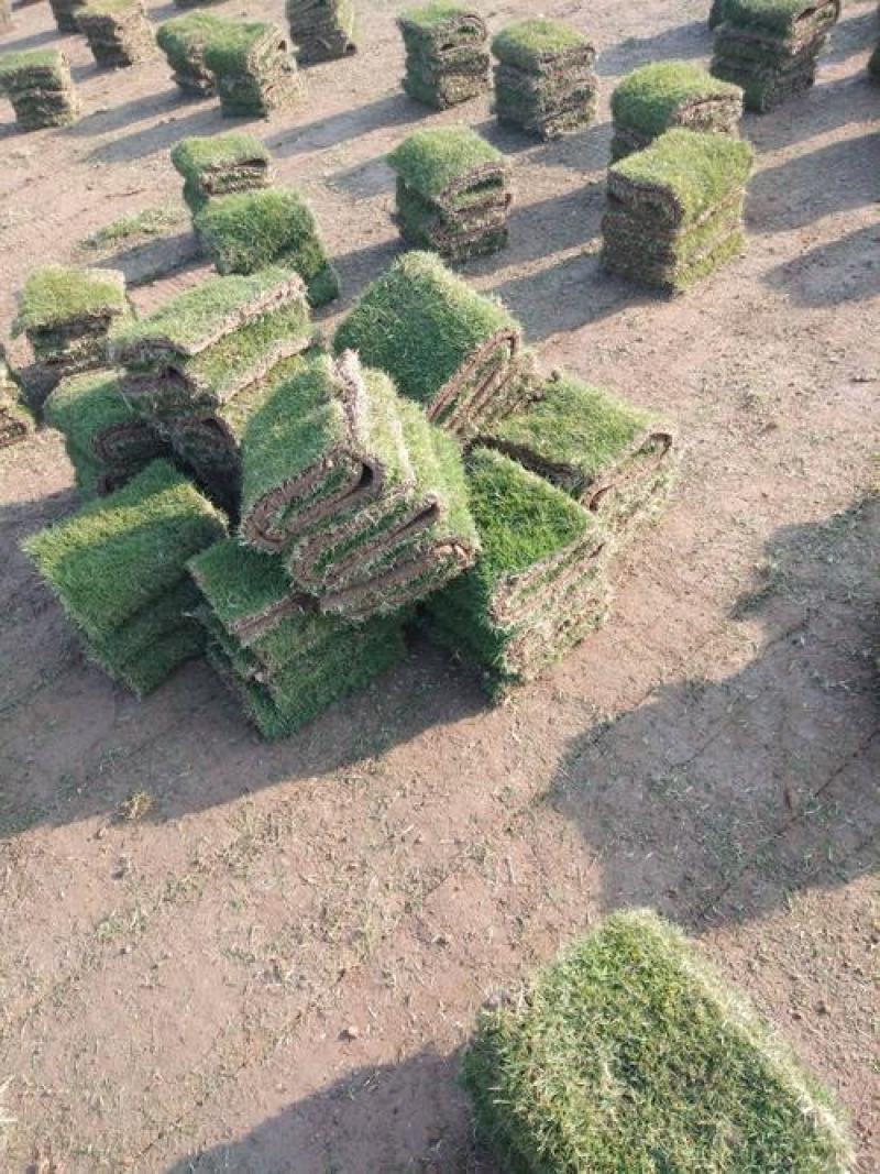 马尼拉草皮大量供应