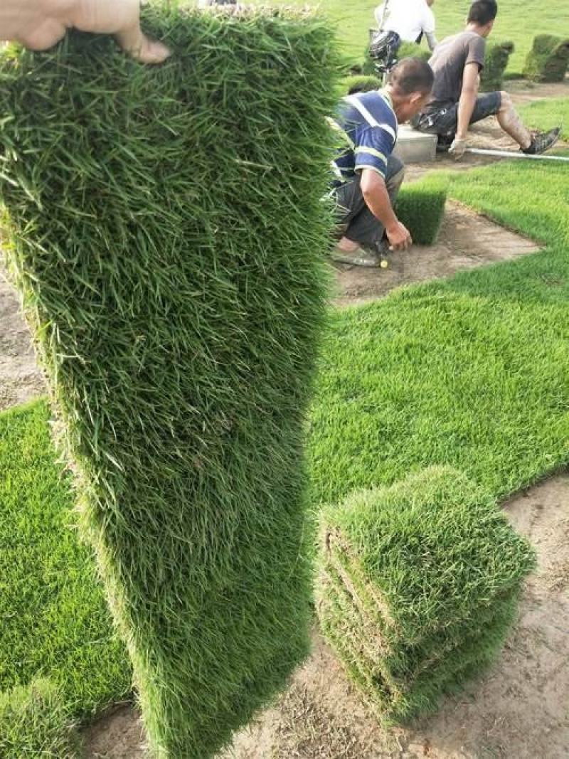 马尼拉草皮大量供应