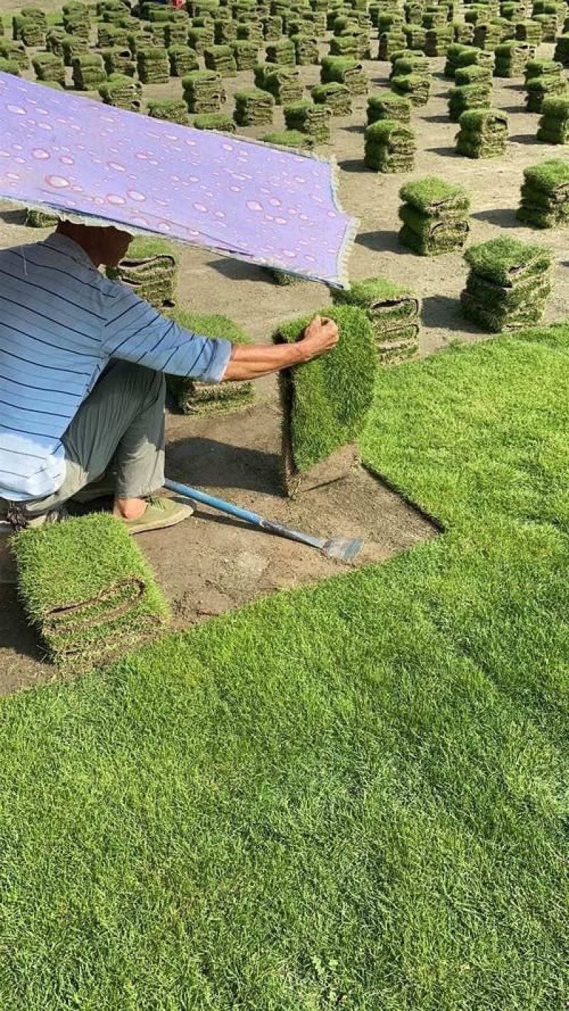 马尼拉草皮大量供应