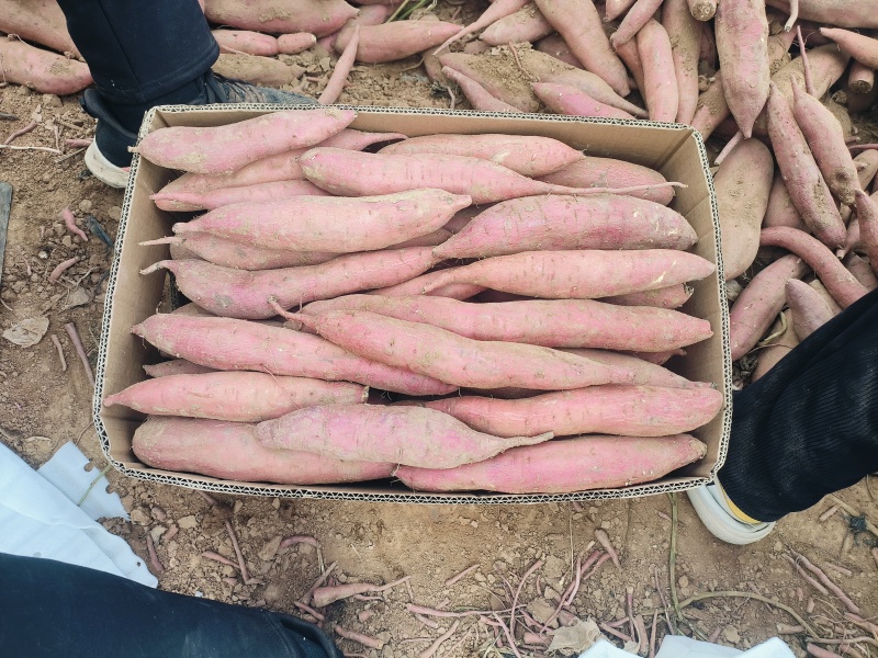秦薯五号，板栗红薯，一支香红薯，口感好条形好颜色好