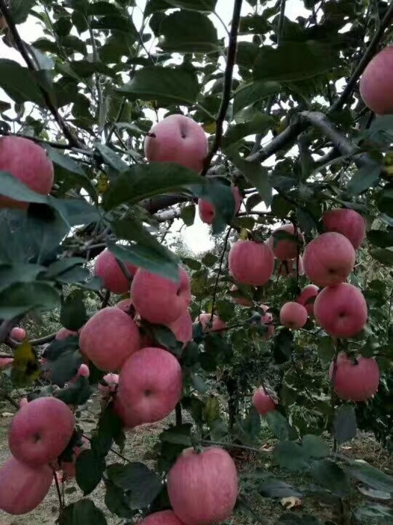 山东蒙阴红富士苹果脆甜多汁新鲜现摘