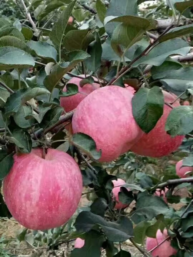 山东蒙阴红富士苹果脆甜多汁新鲜现摘