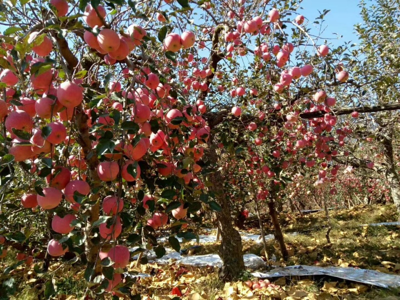 山东蒙阴红富士苹果脆甜多汁新鲜现摘