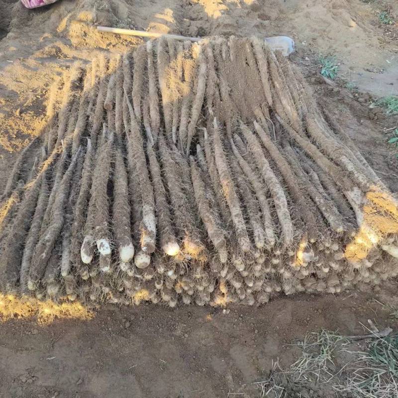 白玉山药大量上市规格齐全现挖现发质量保证