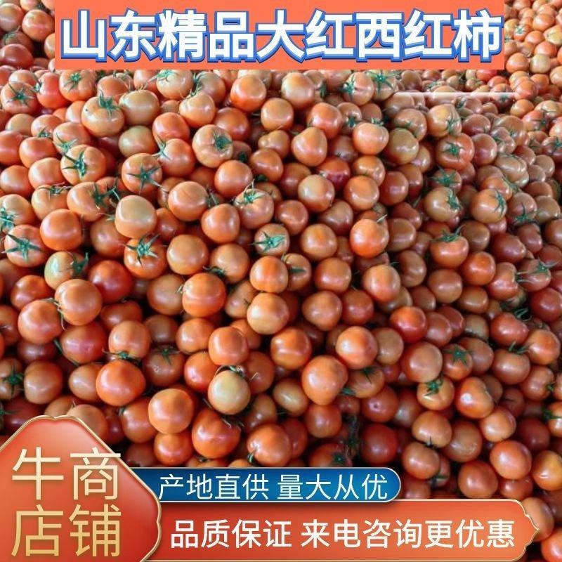 莘县大红西红柿弧三以上产地直发欢迎来电咨询