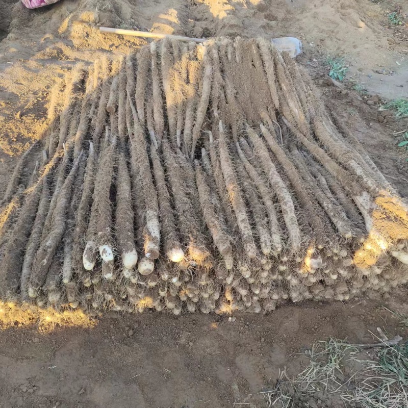 白玉山药大量上市规格齐全现挖现发质量保证