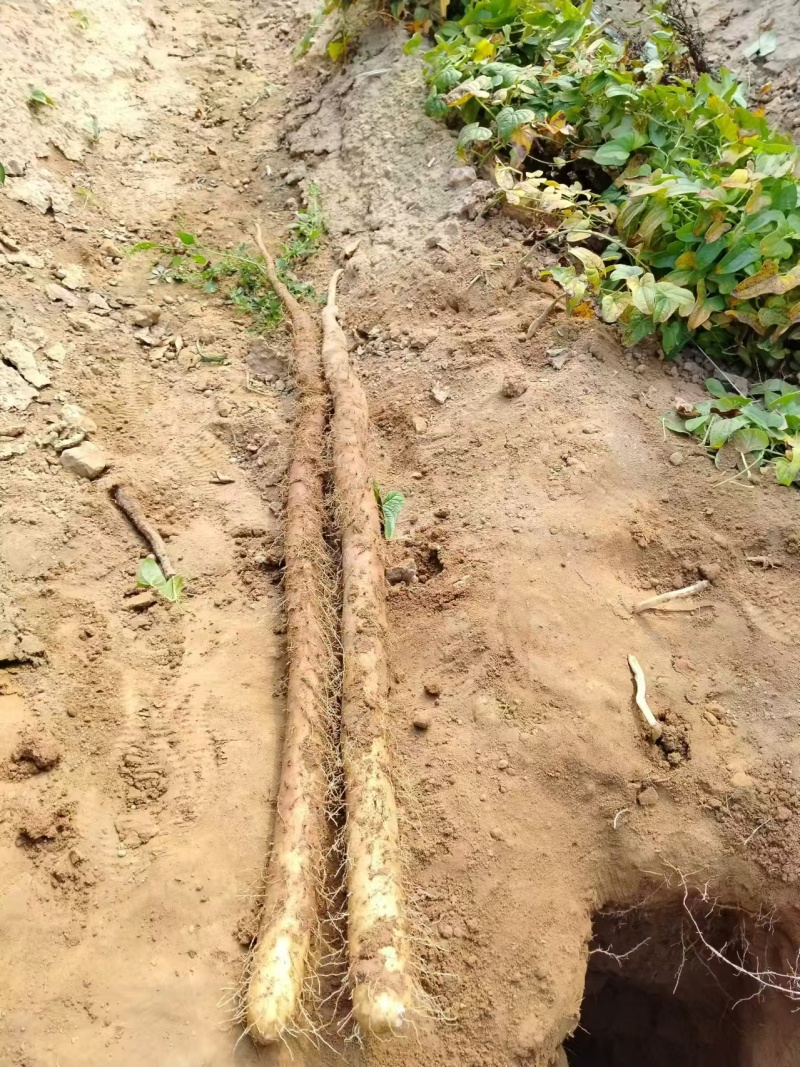 白玉山药大量上市规格齐全现挖现发质量保证