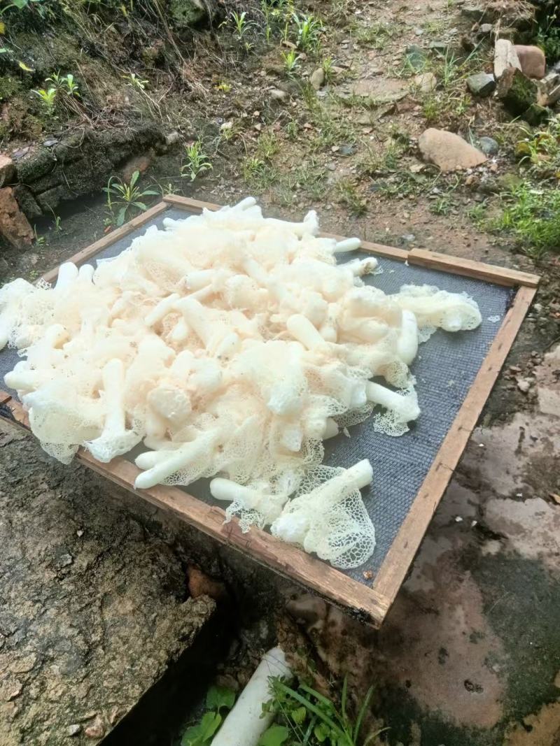 竹荪天兰没有加任何防腐剂食用安全