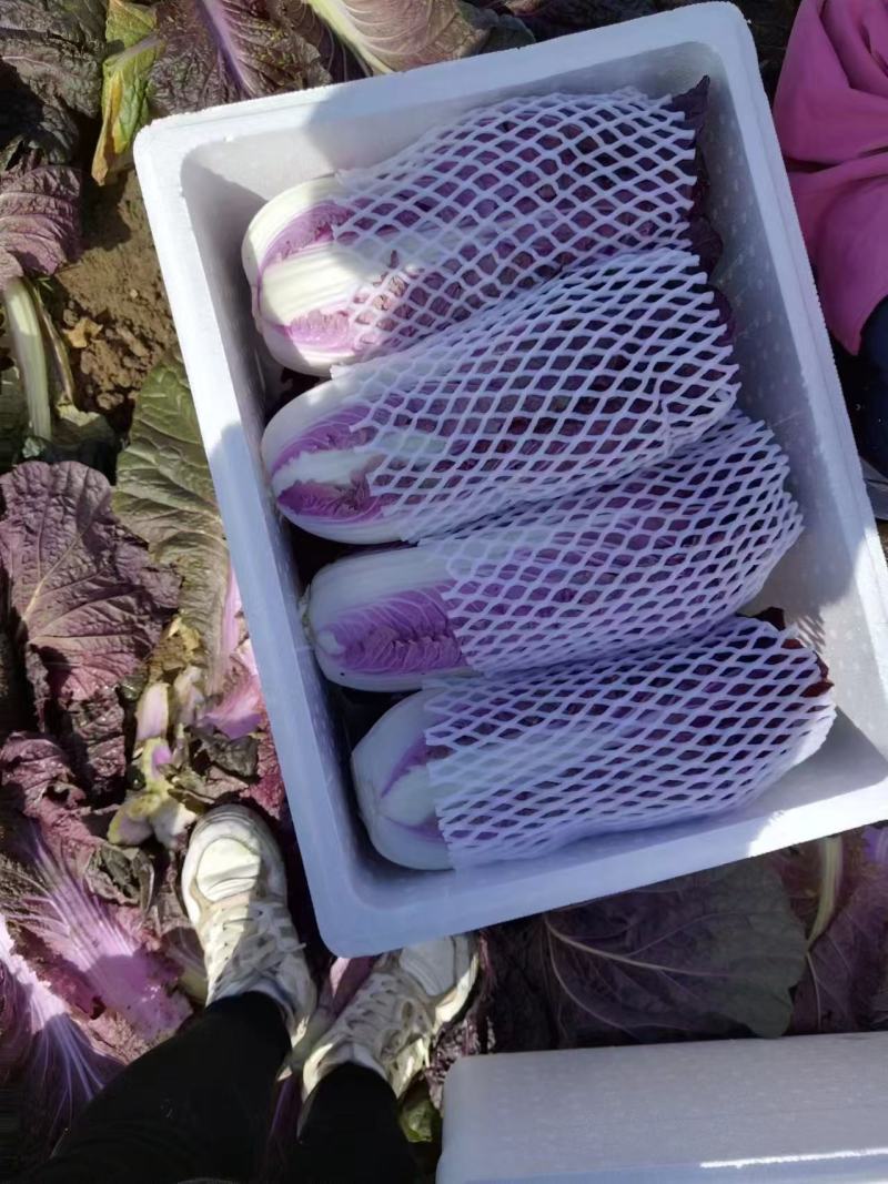 江苏紫白菜，产地直发，价格便宜，诚信经营，可视频看货