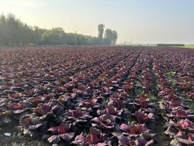 江苏紫白菜，产地直发，价格便宜，诚信经营，可视频看货