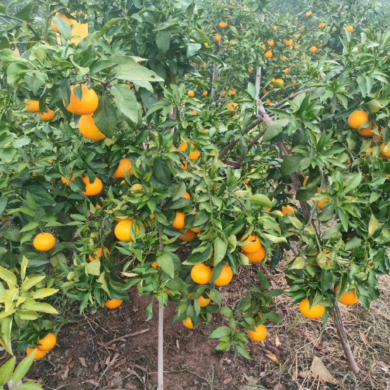 爱媛果冻橙大量上市中全国发货欢迎电话联系