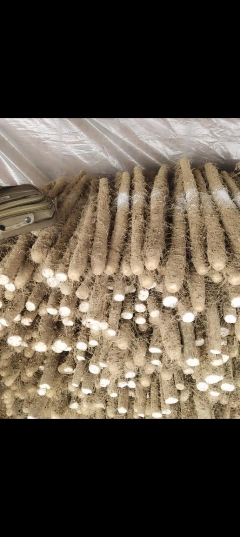 白玉山药大量上市规格齐全现挖现发质量保证