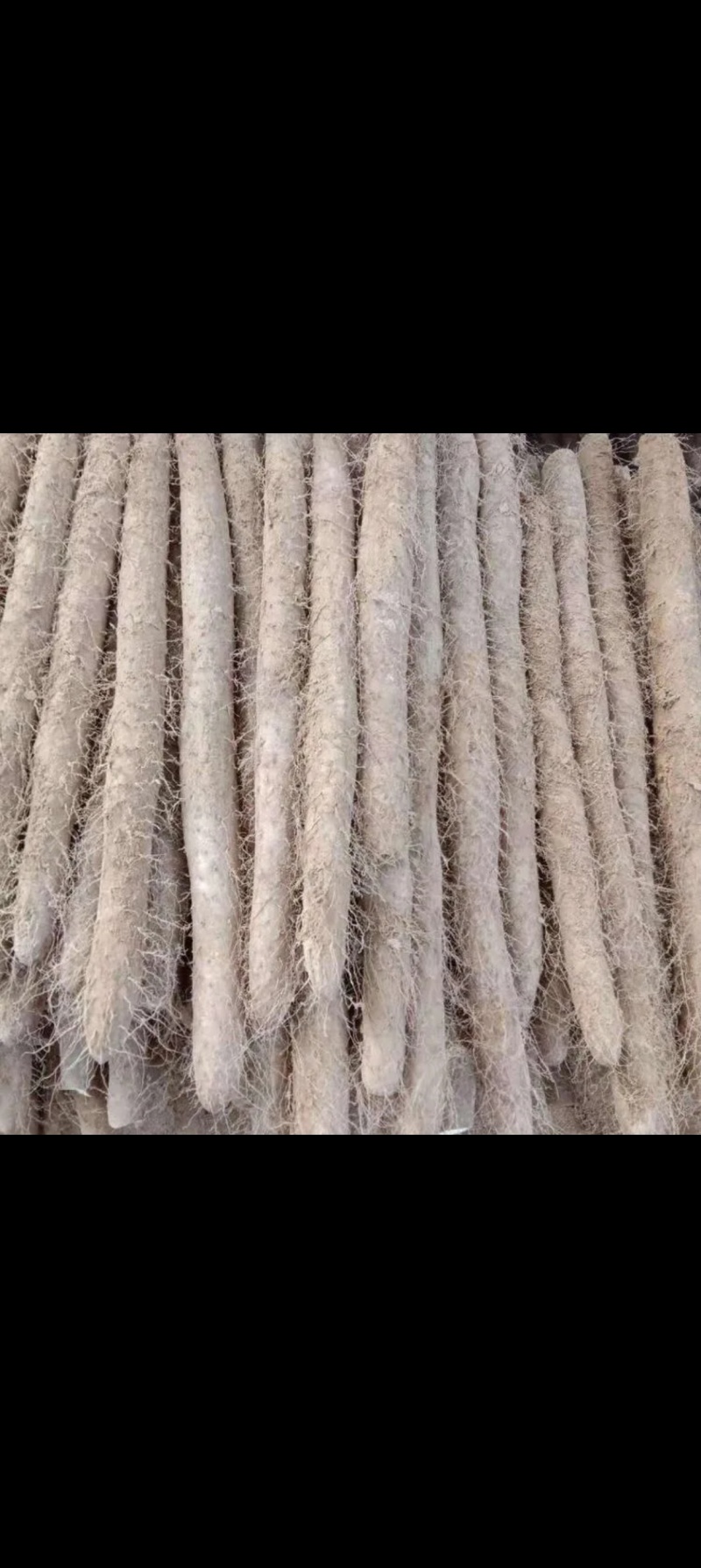 白玉山药大量上市规格齐全现挖现发质量保证