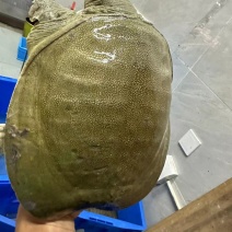 甲鱼老甲鱼千亩养殖基地一手货源对接餐饮档口商超品质保证