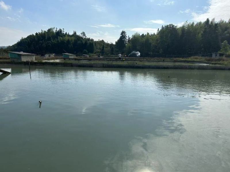 甲鱼老甲鱼千亩养殖基地一手货源对接餐饮档口商超品质保证