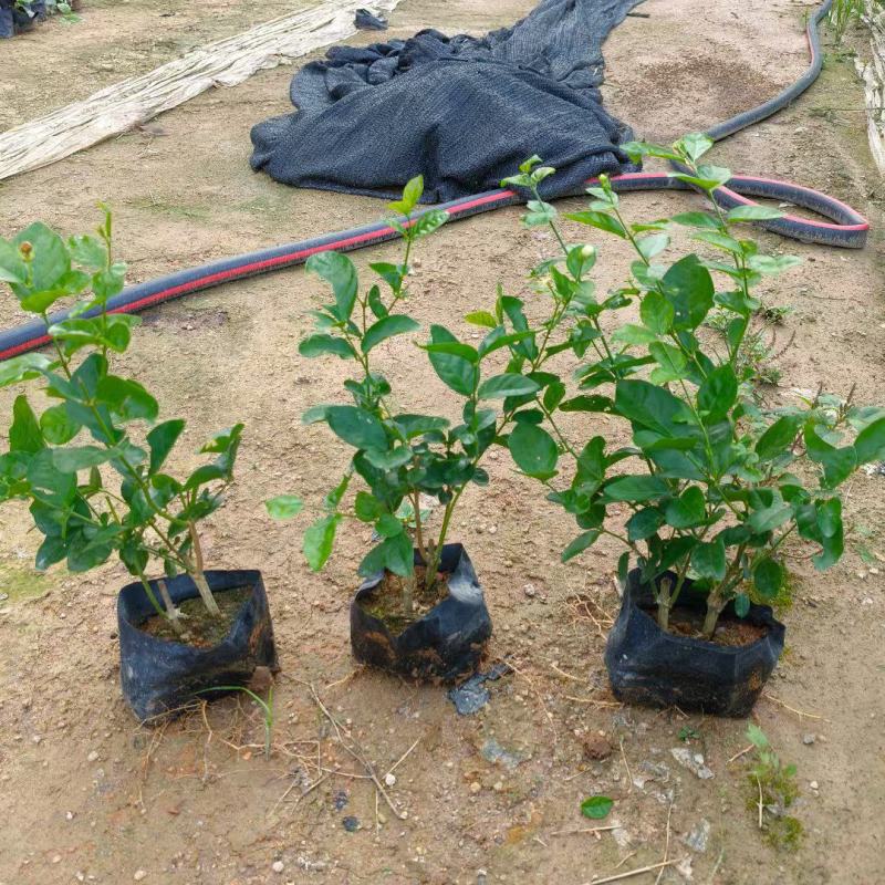 茉莉花，福建漳州，产地直发，大量供应