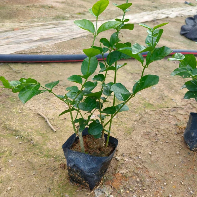 茉莉花，福建漳州，产地直发，大量供应