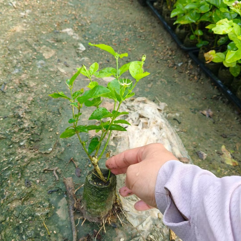 茉莉花，福建漳州，产地直发，大量供应