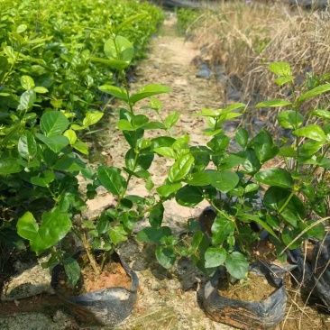 茉莉花，福建漳州，产地直发，大量供应