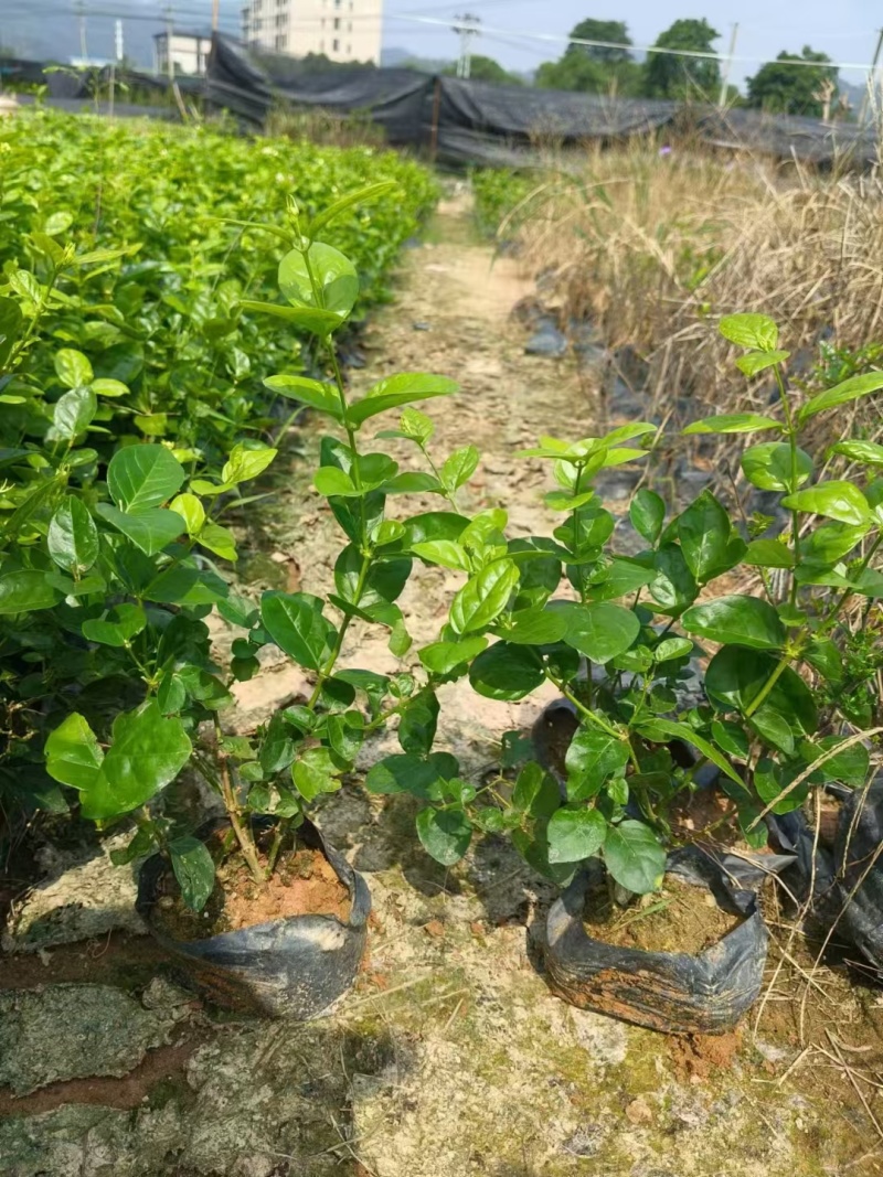 茉莉花，福建漳州，产地直发，大量供应