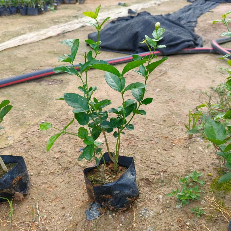 茉莉花，福建漳州，产地直发，大量供应