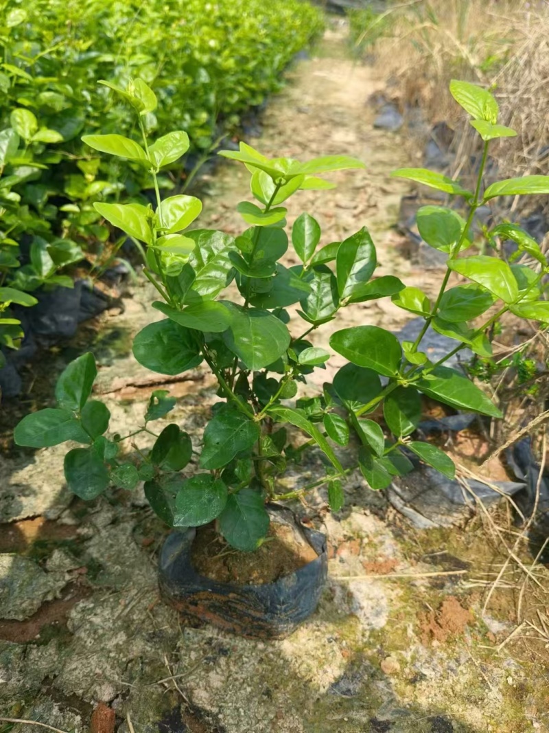 茉莉花，福建漳州，产地直发，大量供应