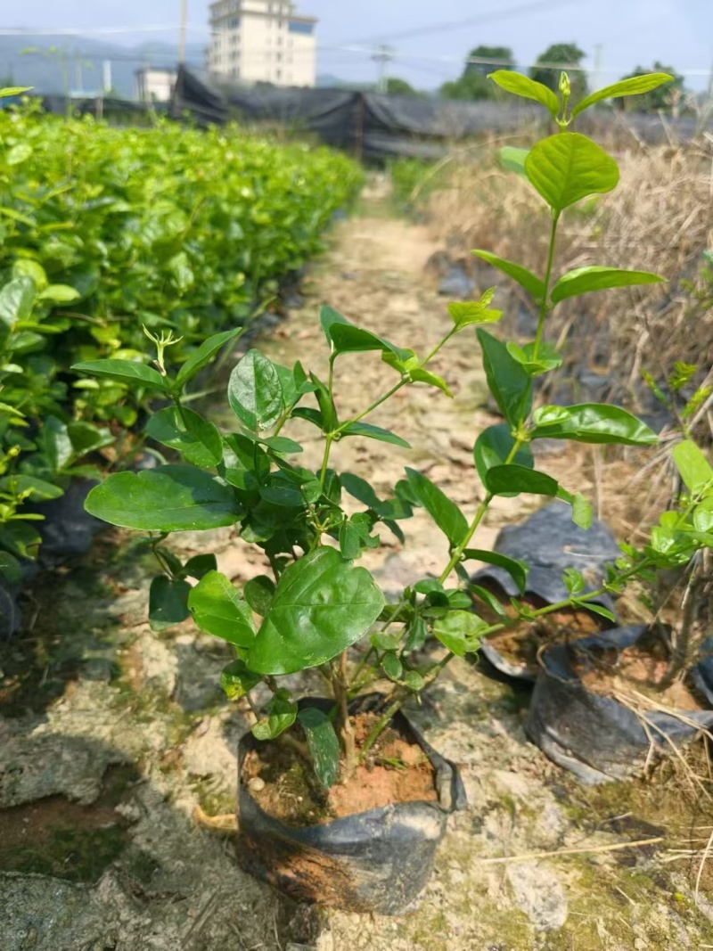 茉莉花，福建漳州，产地直发，大量供应