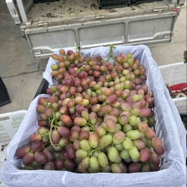 西昌克伦生青花果商品果一级果二级果三级果欢迎渠道商社区