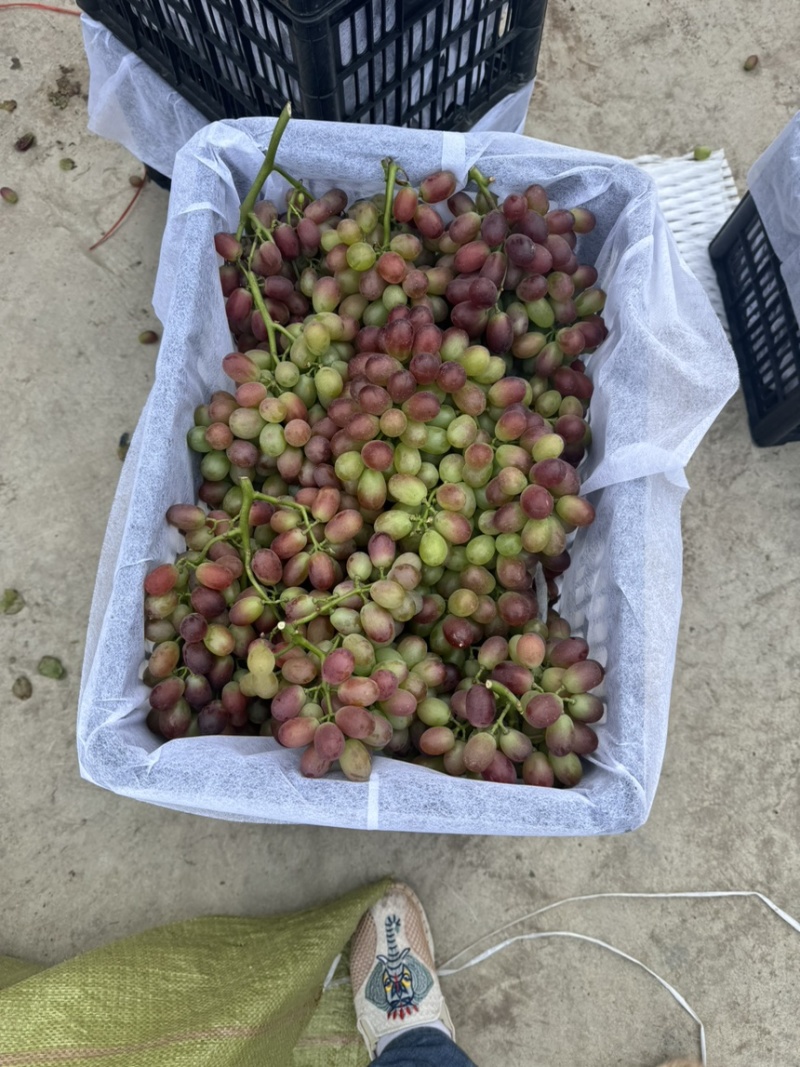 西昌克伦生青花果商品果一级果二级果三级果欢迎渠道商社区