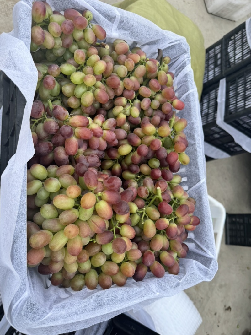 西昌克伦生青花果商品果一级果二级果三级果欢迎渠道商社区