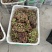 西昌克伦生青花果商品果一级果二级果三级果欢迎渠道商社区