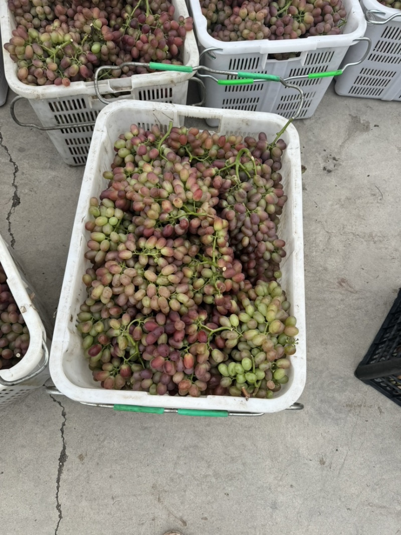 西昌克伦生青花果商品果一级果二级果三级果欢迎渠道商社区