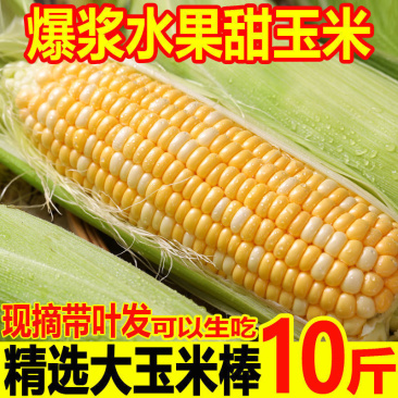 云南新鲜水果玉米农家现摘生吃嫩玉米棒带壳金银双色甜玉米批发价