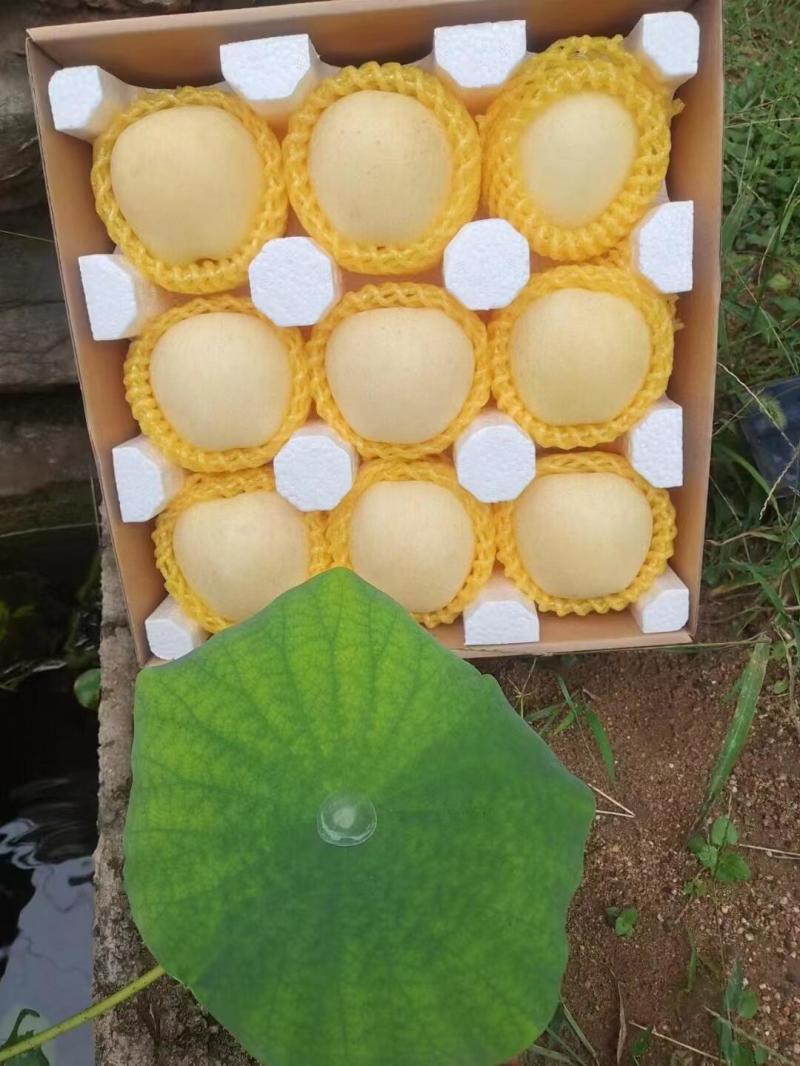 山东维纳斯黄金苹果脆甜冰糖心非黄元帅牛奶油富士丑新鲜现摘